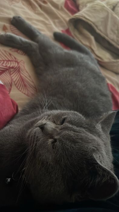 Продается кошка