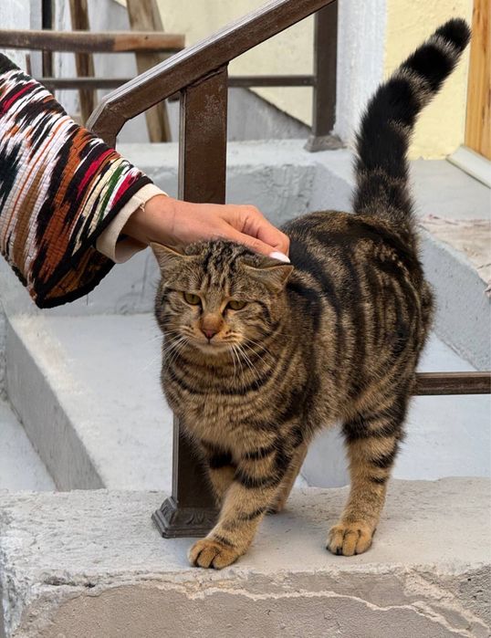 красавец кот в хорошие руки