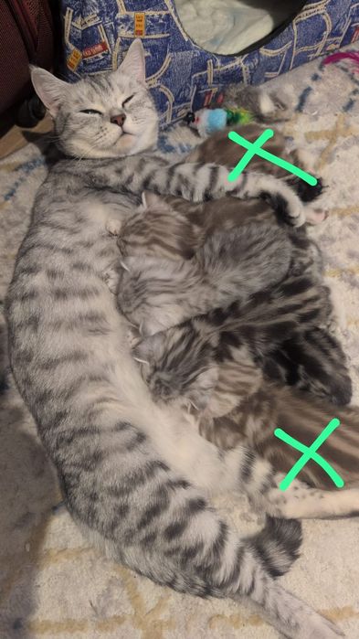 Британские котята мраморные