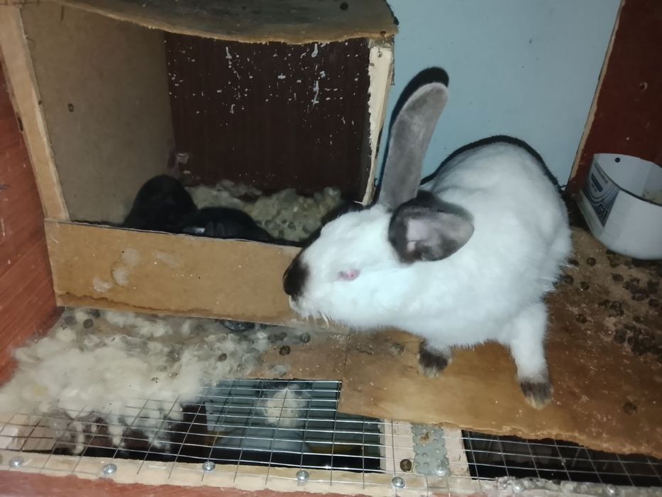 Куйонлар хар хил