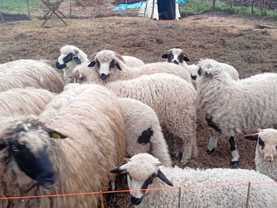 Ofer spre vanzare miei