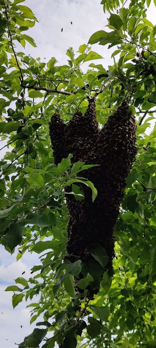 Vând  familii albine.