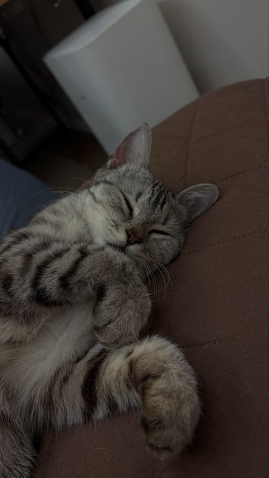 Отдам в добрые руки кошечку