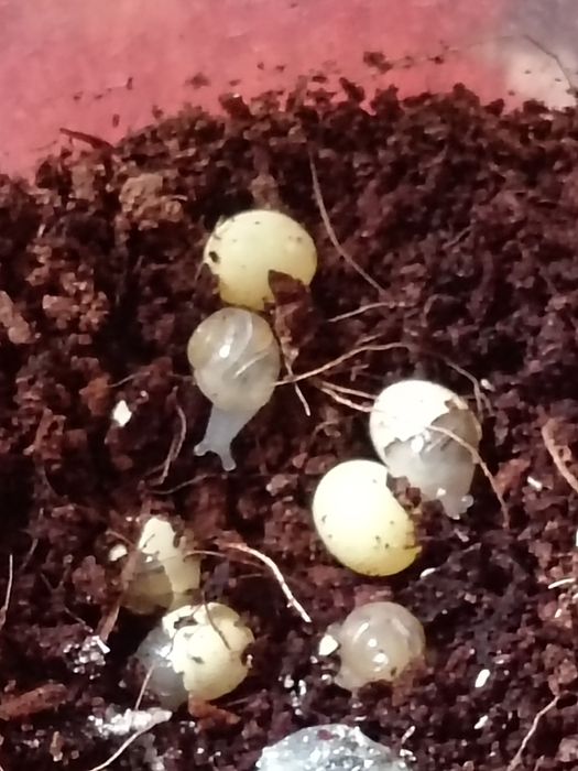 Улиткалар сотувда