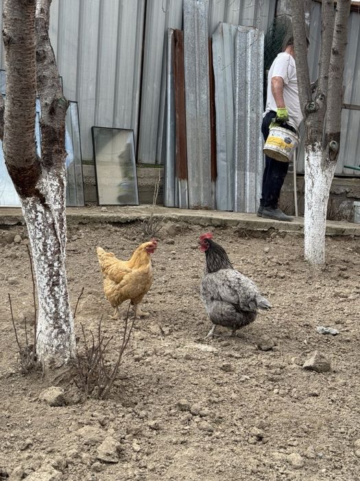 Продаются куры несушки с петухом