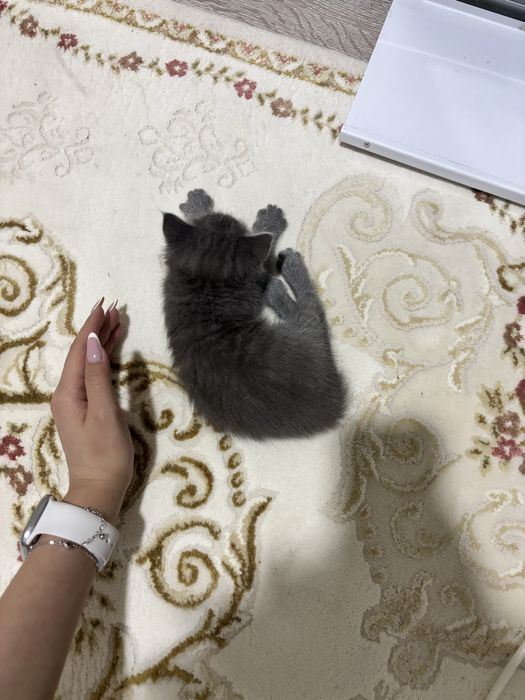 Кошка девочка 1 месяц