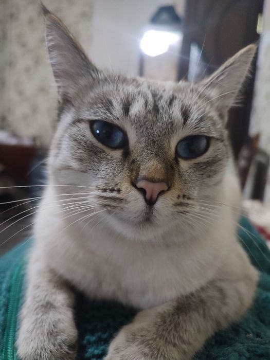 Пропала кошечка по кличке Матильда