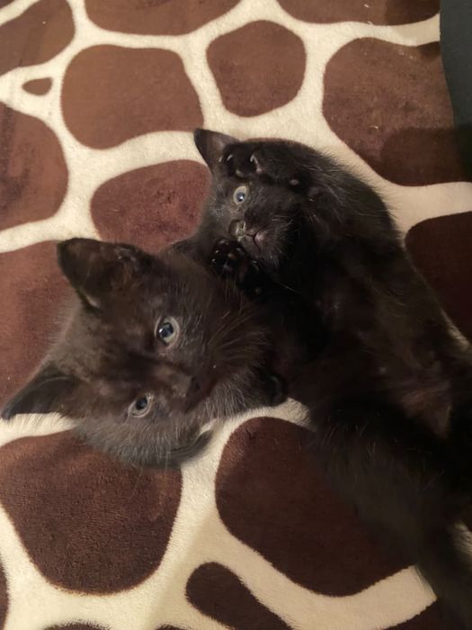 Котята мальчики двух месячные