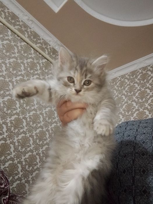 Qiz ajoyb onasi shatlanski otasi britaniski