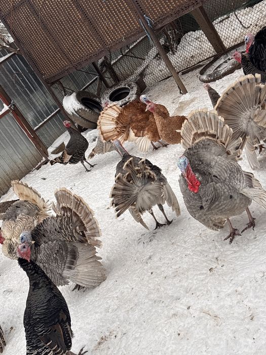 Curcani de casa tineri