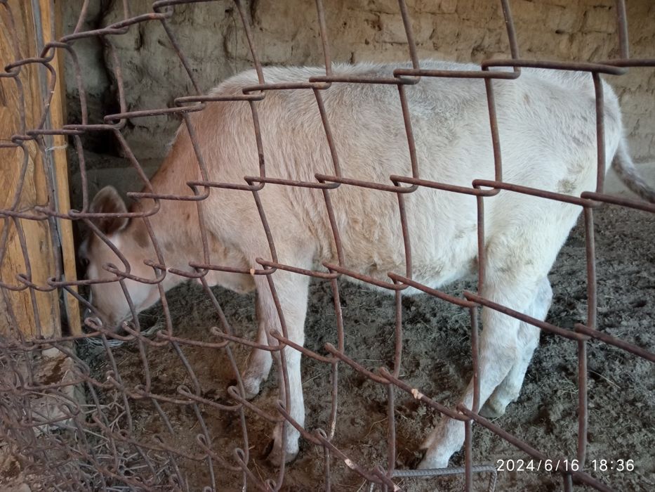 Продам телку на откорме