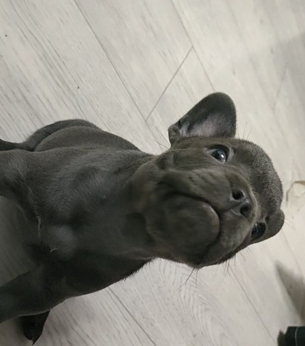 Французский бульдог