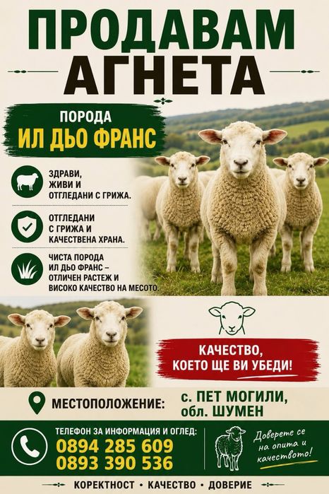 Селекционни Агнета Ил дьо Франс - отгледани с много грижа!!!