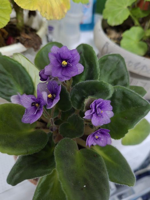 Фиалка Поль Баньян