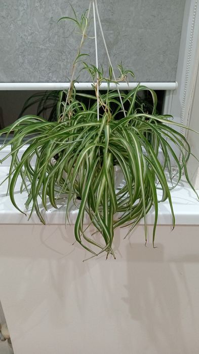 Цветы комнатные ОБМЕН