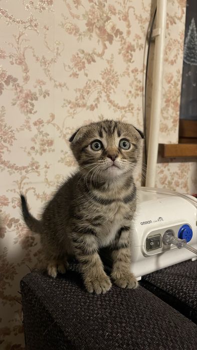 Котята   девочки