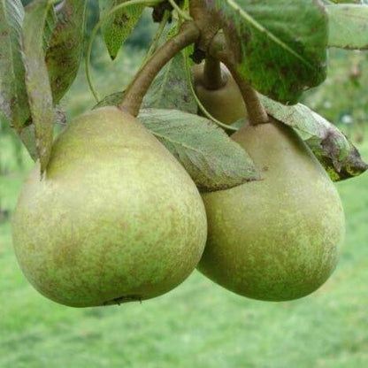 Păr Josephine de Malines