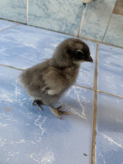 Брама жожа сотилади кони тоза олганга келишамиз