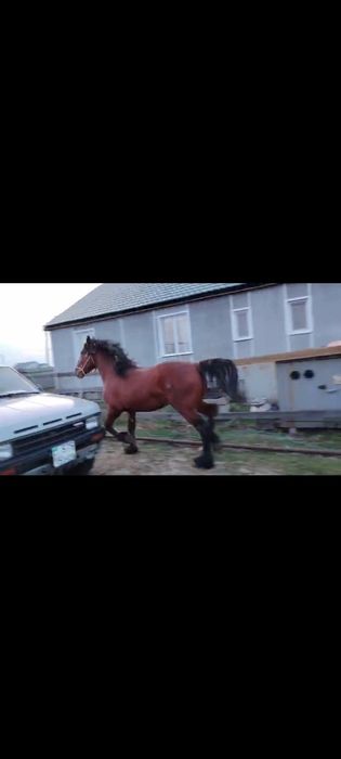 Продаются лошади