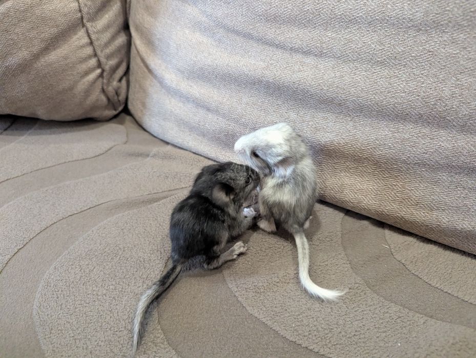 Шиншиллы. Бронирование