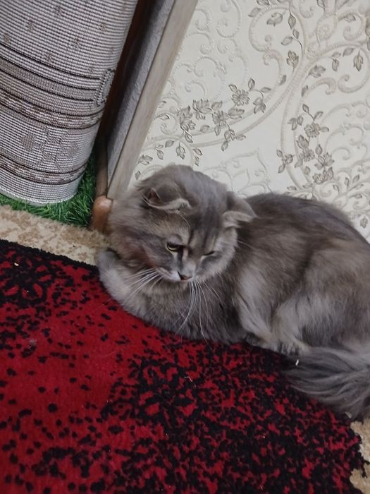 Mushug scottish fold