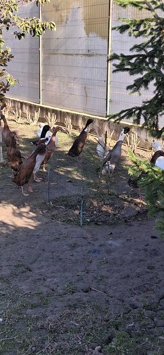 Rațe indiene exotice