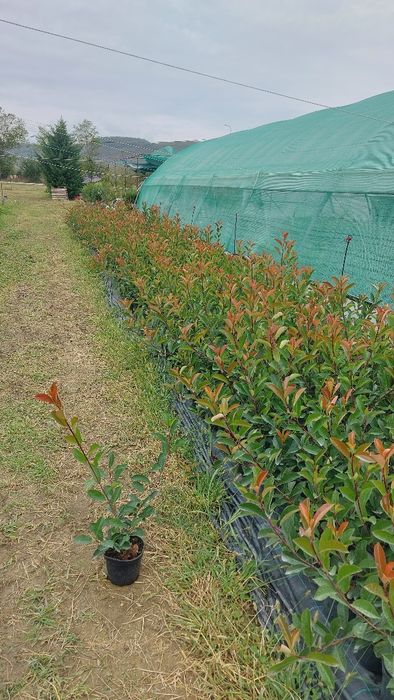 Photinia Red Robin 50-70 cm / Laur Englezesc / Prunus Laurocerasus / F