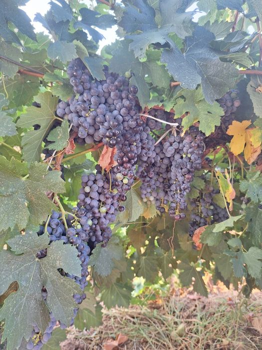 Продавам винени сортове грозде