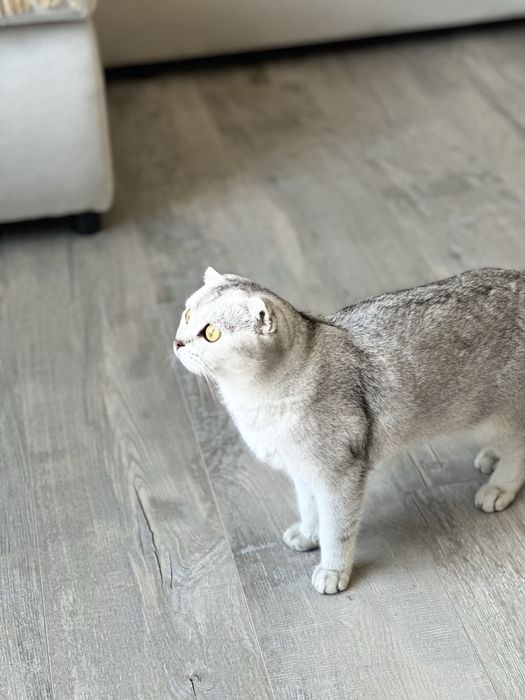 Кошка шотландка, шиншилла.