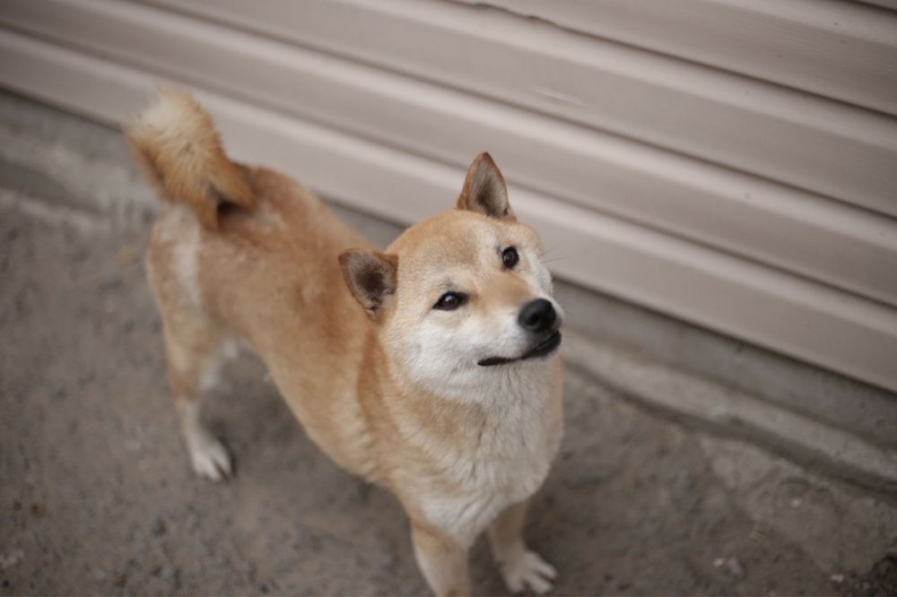 Потерялась  собака