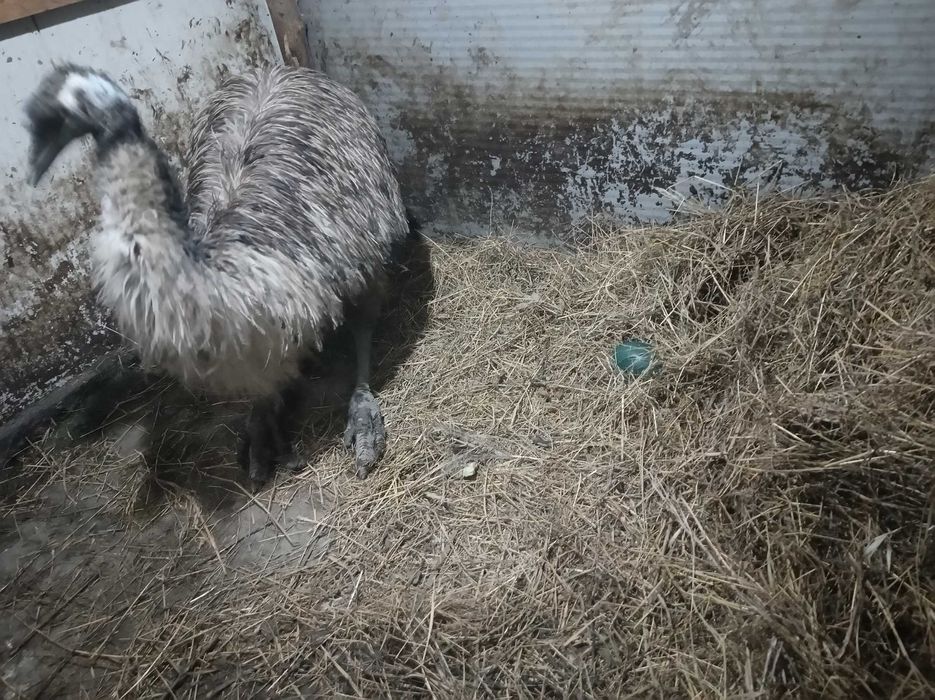 Ouă de struț emu
