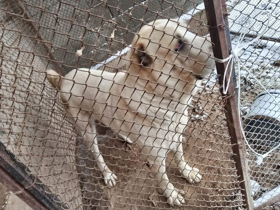 Продается собака азиат Девочка.