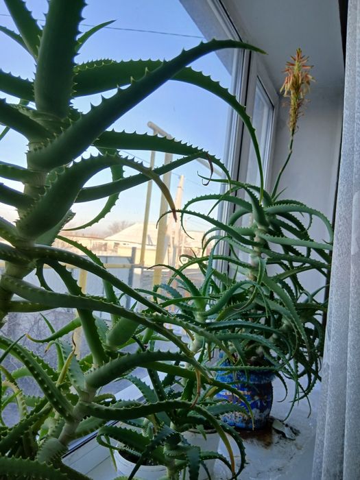 Комнатные цветы разные