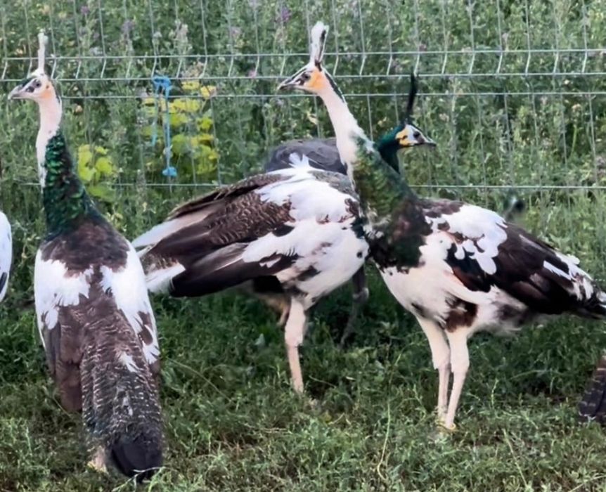 Păuni spalding de vanzare