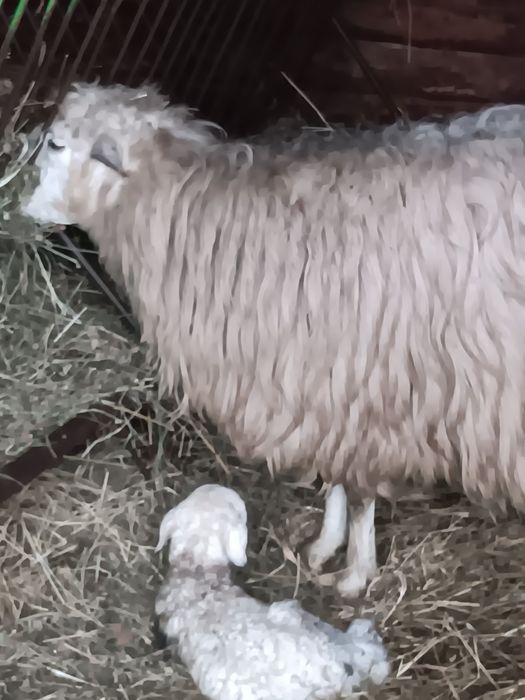 Oi breze  Nu răspund la mesaje