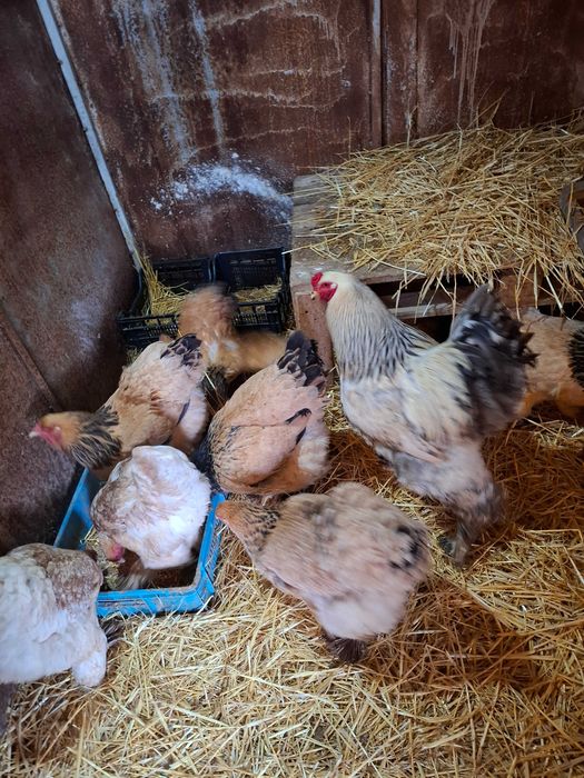 Яица за люпене от Брама,Кохен и Орпингтон