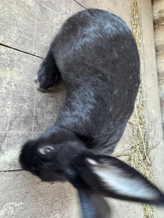 Продам кроликов..