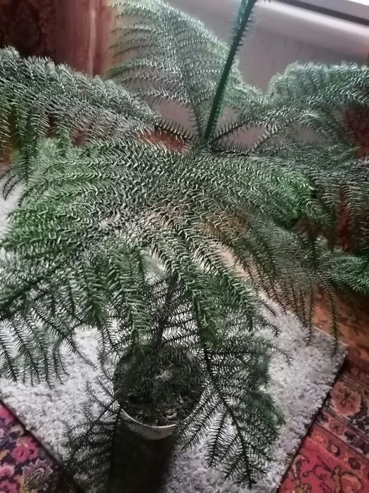 Елочка комнатная.