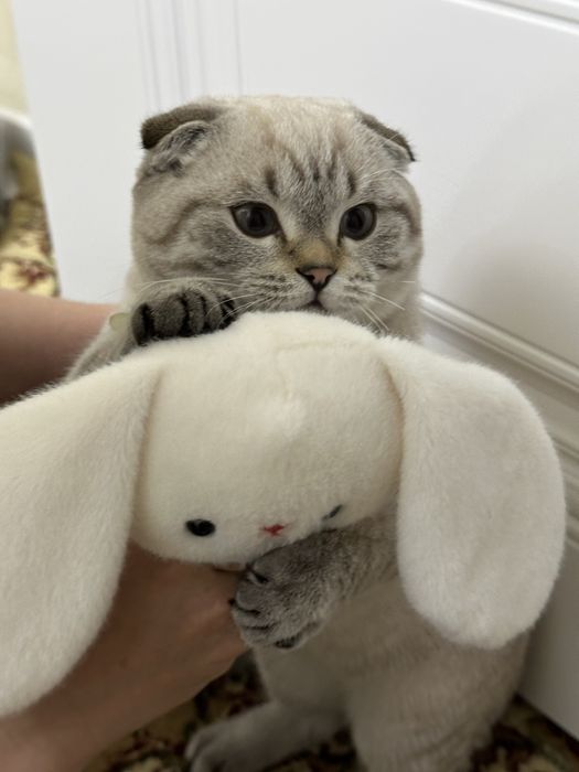 Продам Шотланский вислоухая