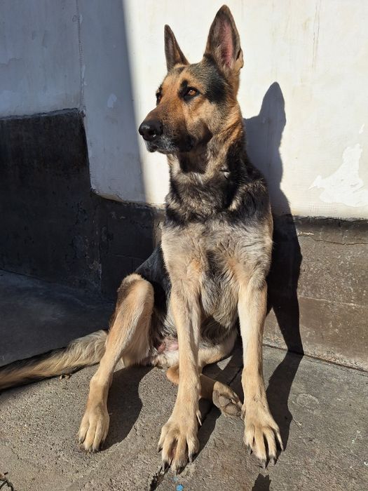Немецкая овчарка сука 4 года