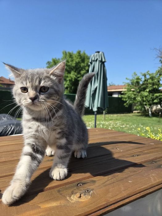 Британски котенца