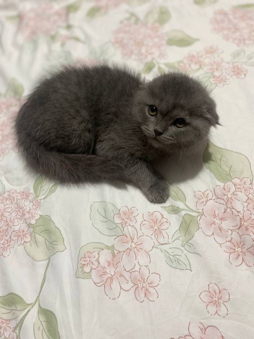 Кошка Пишак Mushuk