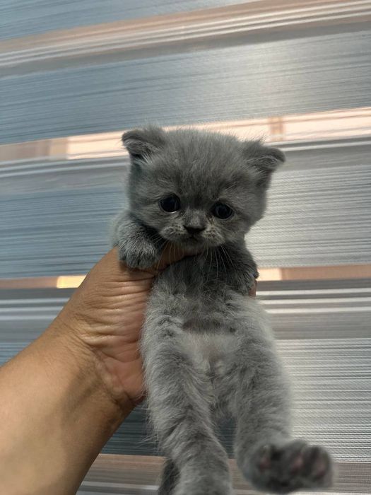 Scottish Fold mushuk