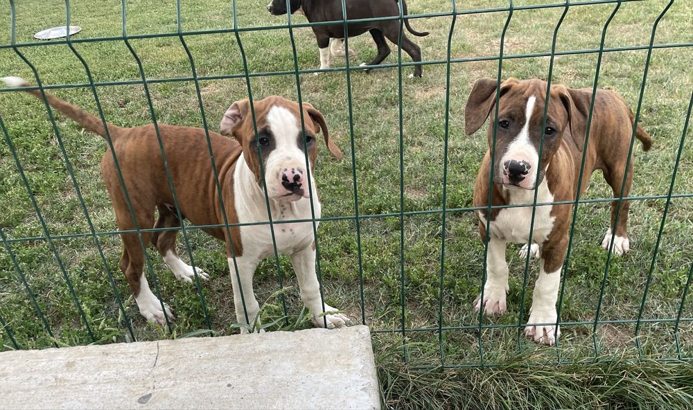American Staffordshire Terrier