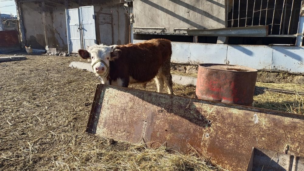 9 айлық 2 еркек бұзаулар сатылады.