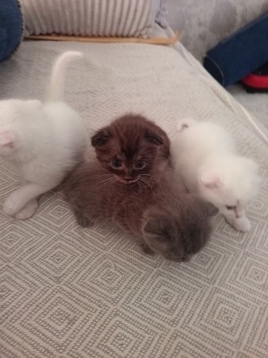 Котята только в добрые руки!