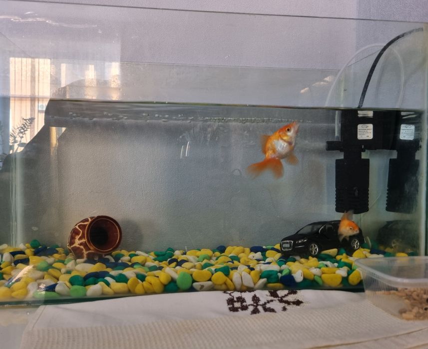 Продам аквариум с рыбками