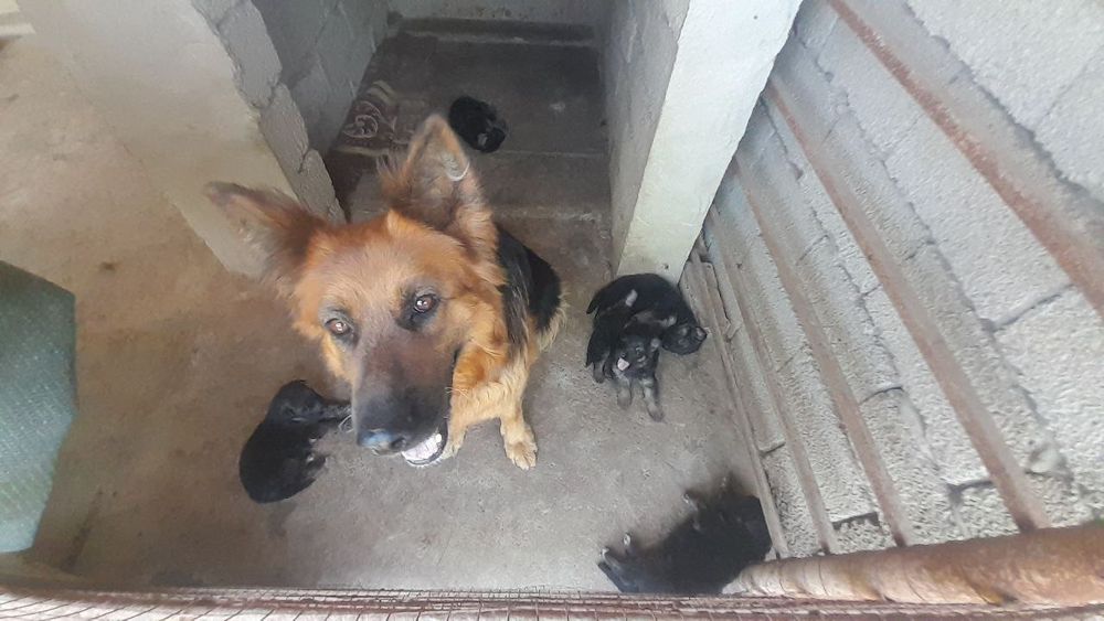 Нецецкие авчарки щенки 3 мальчика 2 Девочки
