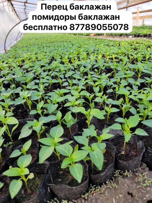 Рассада и кондиционер