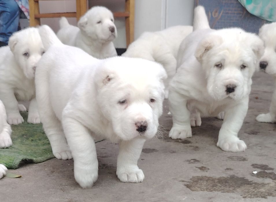 Продаются щенки алабая